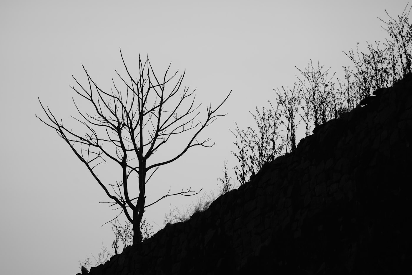 A minimalist black-and-white photograph of a single tree silhouetted against fog.